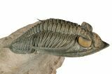 Flying Zlichovaspis Trilobite - Orange Eye Preservation #339540-4
